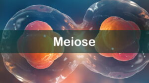 Questão resolvida sobre meiose, da FADERP