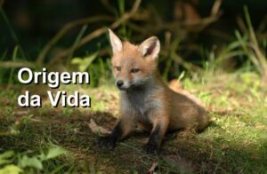 Questões sobre Origem da Vida