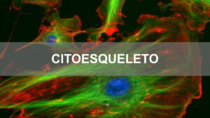 Questões comentadas sobre citoesqueleto