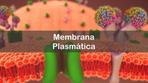 Questões sobre Membrana Plasmática