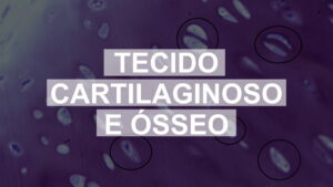 Questões comentadas sobre Tecidos Cartilaginoso e Ósseo