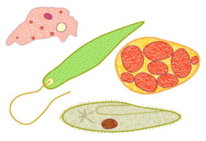 Questões sobre Doenças causadas por Protozoários
