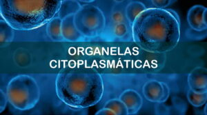 Questões sobre Organelas Citoplasmáticas