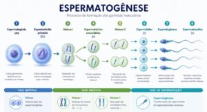 Questões comentadas sobre espermatogênese
