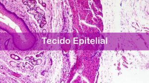 Questões sobre Tecido Epitelial